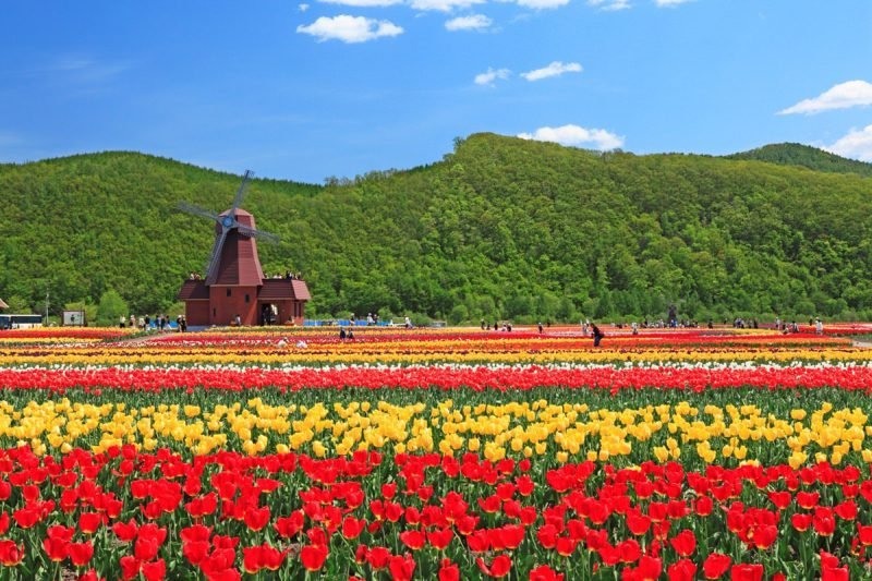 Hoa tulip rực rỡ sắc màu tại Kamiyubetsu Tulip Park/ Photo: https://map.uu-hokkaido.jp