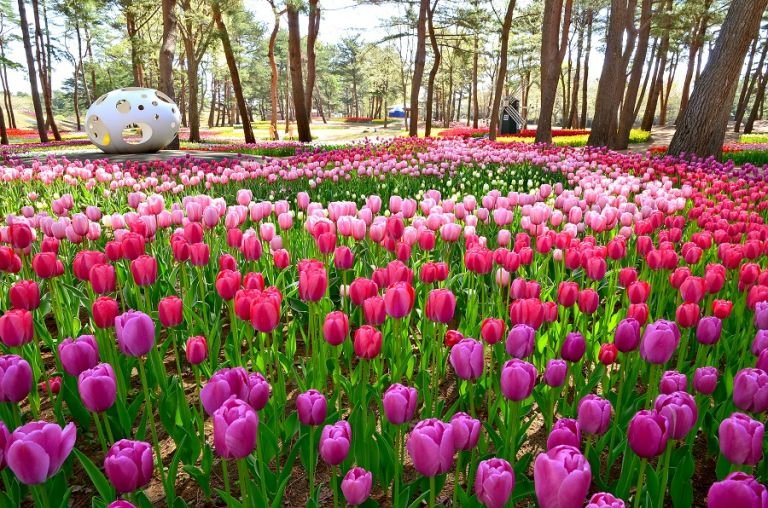 Hoa tulip ở công viên Hitachi Seaside Park / Photo: https://alljapantours.com
