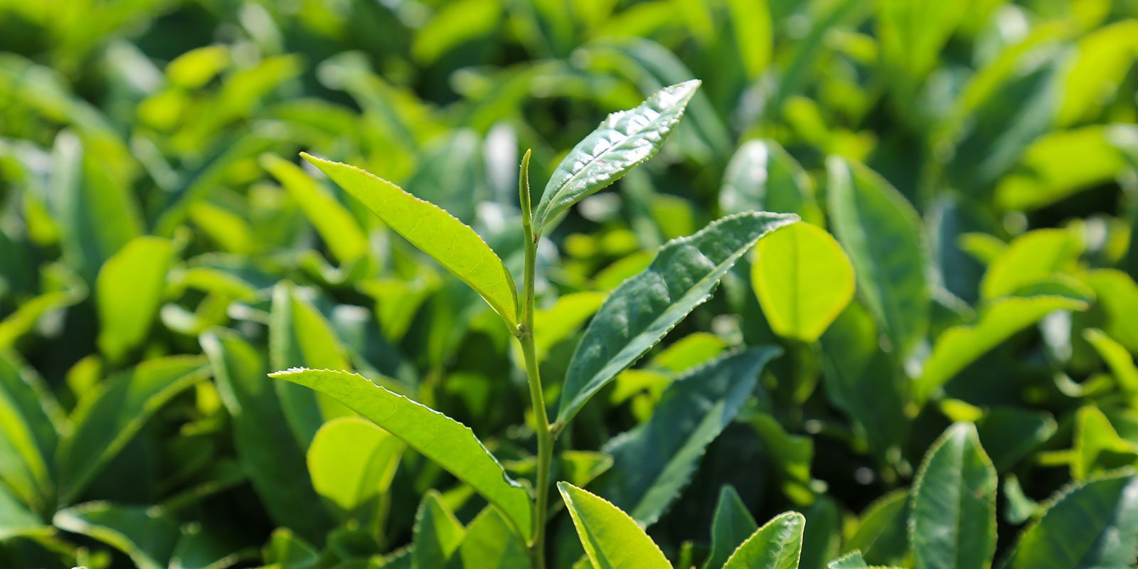 Matcha nhạy cảm với không khí, ánh sáng, nhiệt và độ ẩm/ Photo: https://encha.com