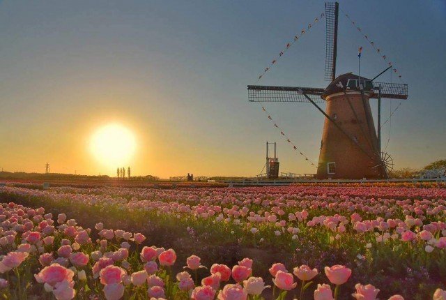 Những hàng tulip rực rỡ dưới ánh hoàng hôn ở Sakura Furusato Square/ Photo: https://traveljapan47.net