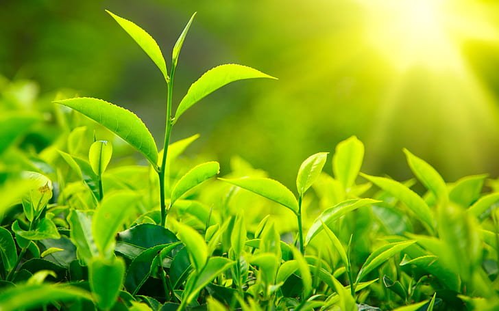 Có giả thuyết cho rằng matcha du nhập Nhật Bản từ Trung Quốc/ Photo: https://www.wallpaperflare.com