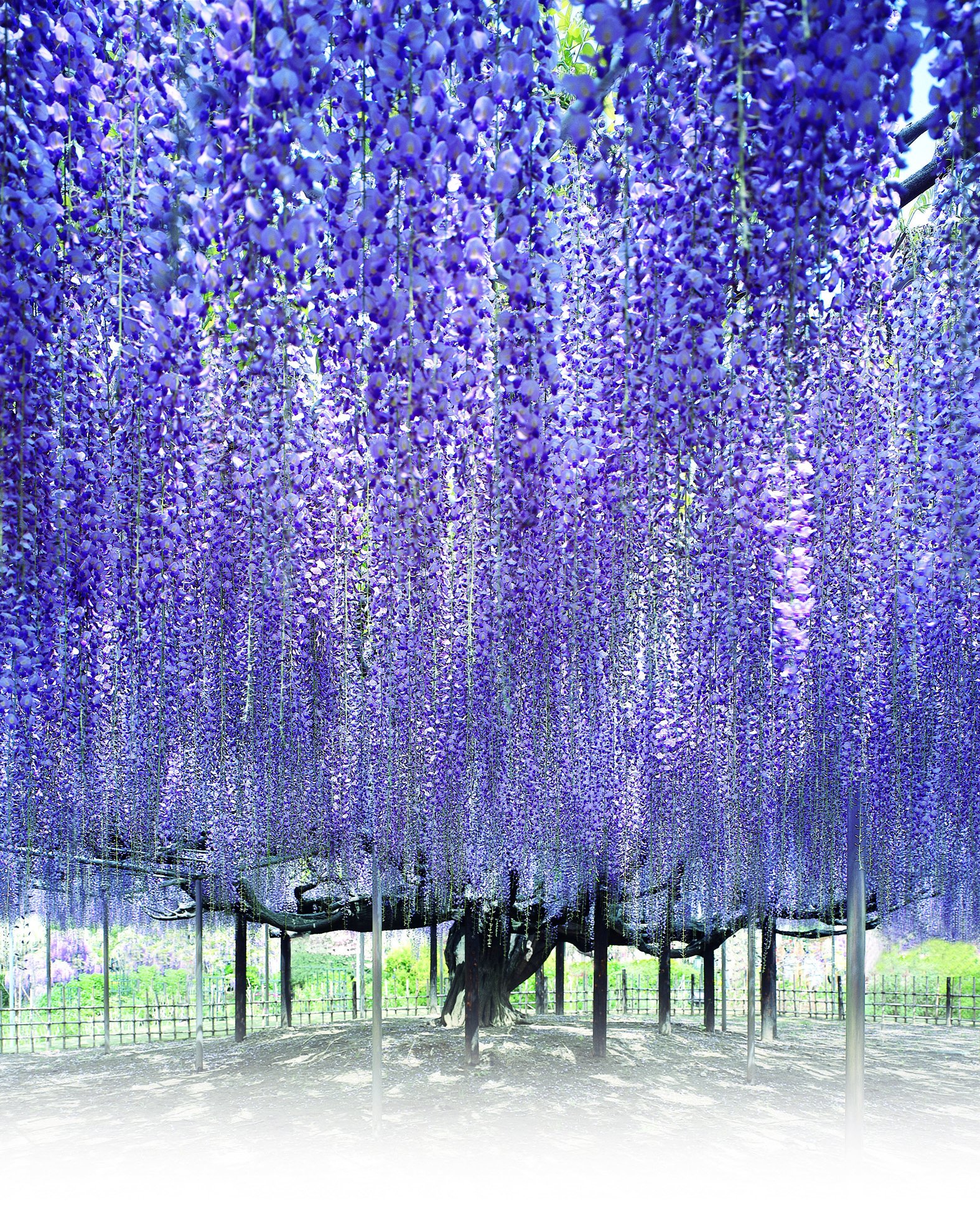 Tử đằng cổ thụ Ofuji là biểu tượng của công viên Ashikaga Flower Park/ Photo: http://www.ashikaga.co.jp