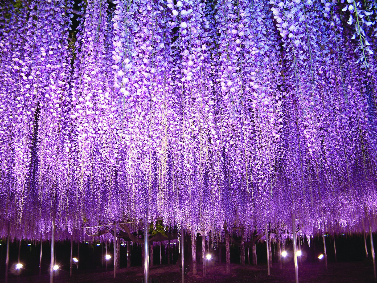 Ngắm hoa tử đằng ở công viên Ashikaga Flower Park