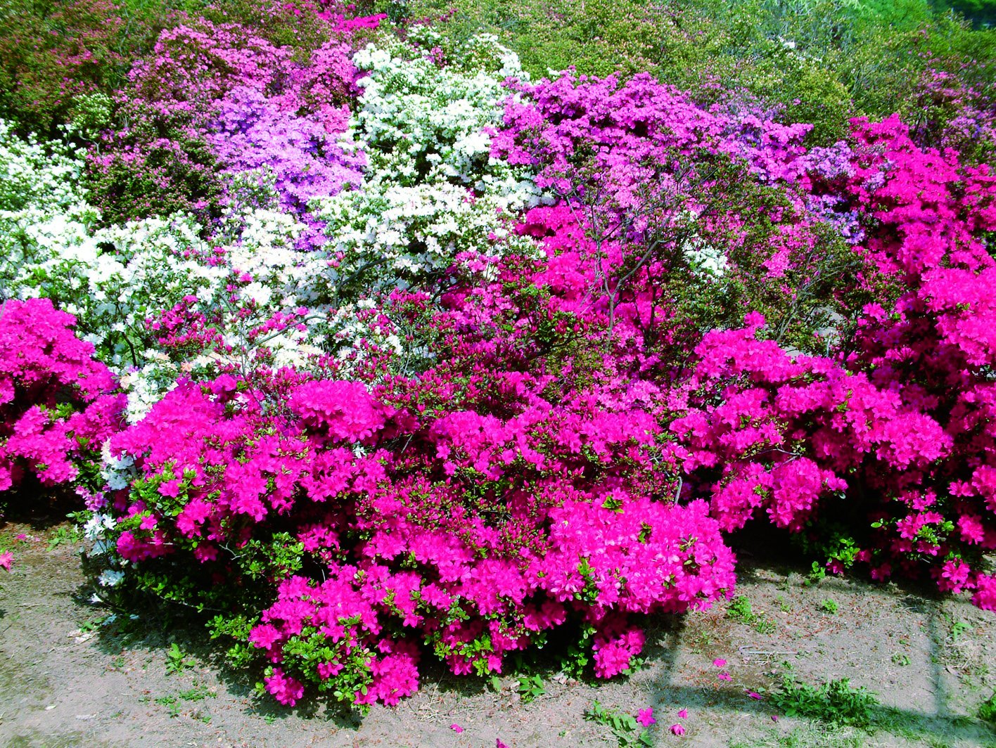 Hoa đỗ quyên nhiều màu sắc tại công viên Ashikaga/ Photo: http://www.ashikaga.co.jp