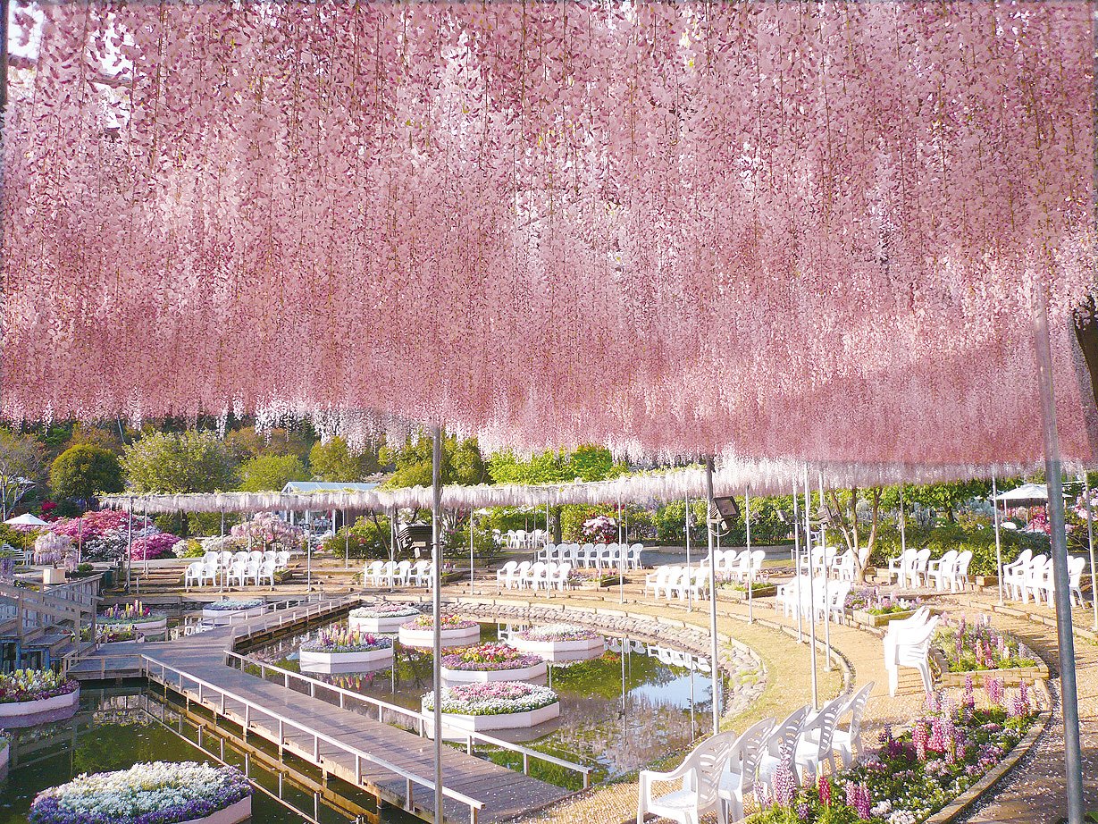 Hoa tử đằng màu hồng nhạt / Photo: https://www.ashikaga.co.jp