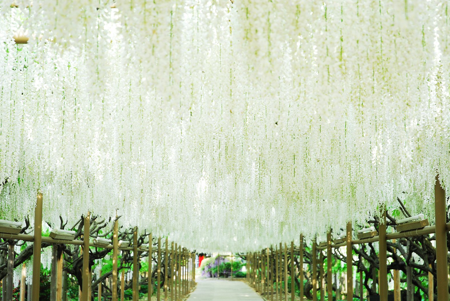 Đường hầm hoa tử đằng màu trắng dài 80 m trong công viên/ Photo: http://www.ashikaga.co.jp