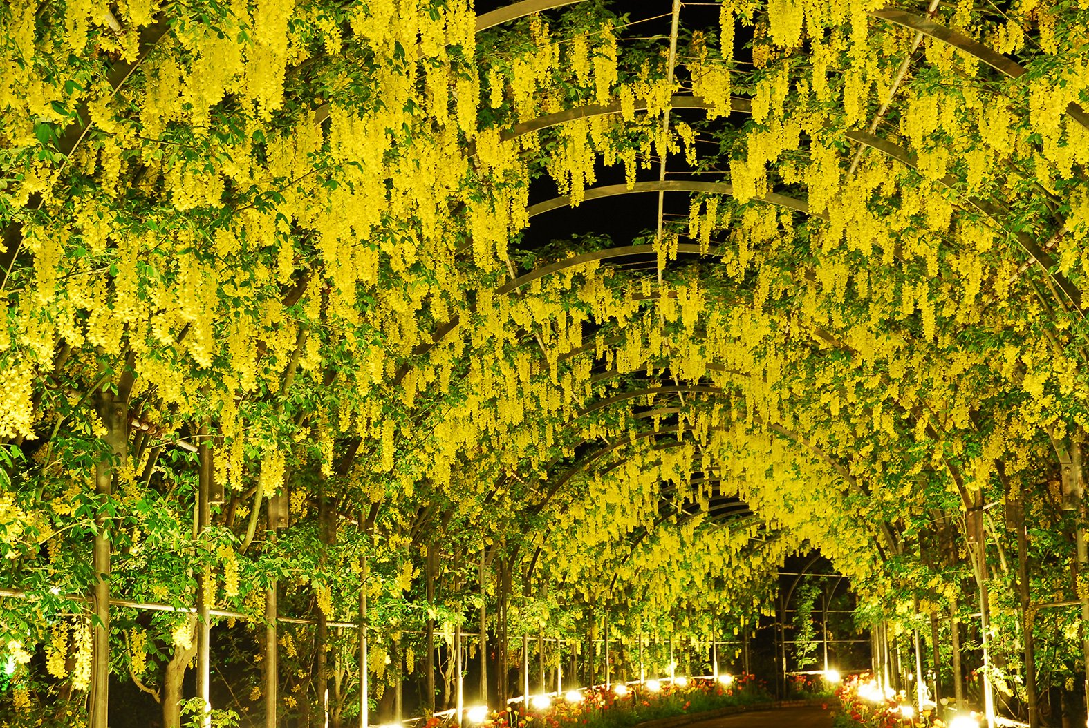 Hoa tử đằng màu vàng rực rỡ dưới ánh đèn vào buổi tối / Photo: https://www.ashikaga.co.jp