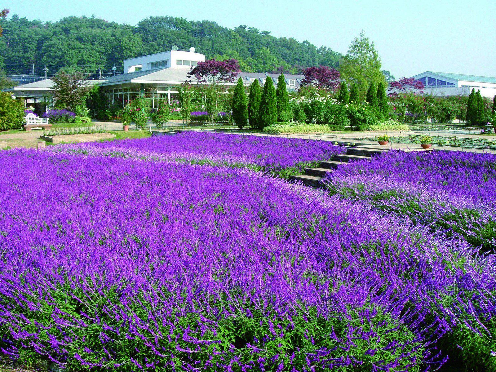Ashikaga Flower Park có khuôn viên lên đến 100.000 m2/ Photo: https://www.ashikaga.co.jp