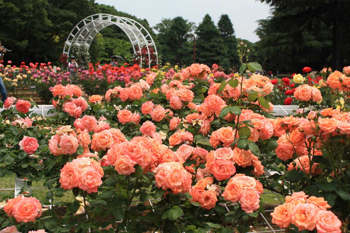 Một góc vườn hồng trong công viên Yoyogi/ Photo: https://tekopen.blog.fc2.com