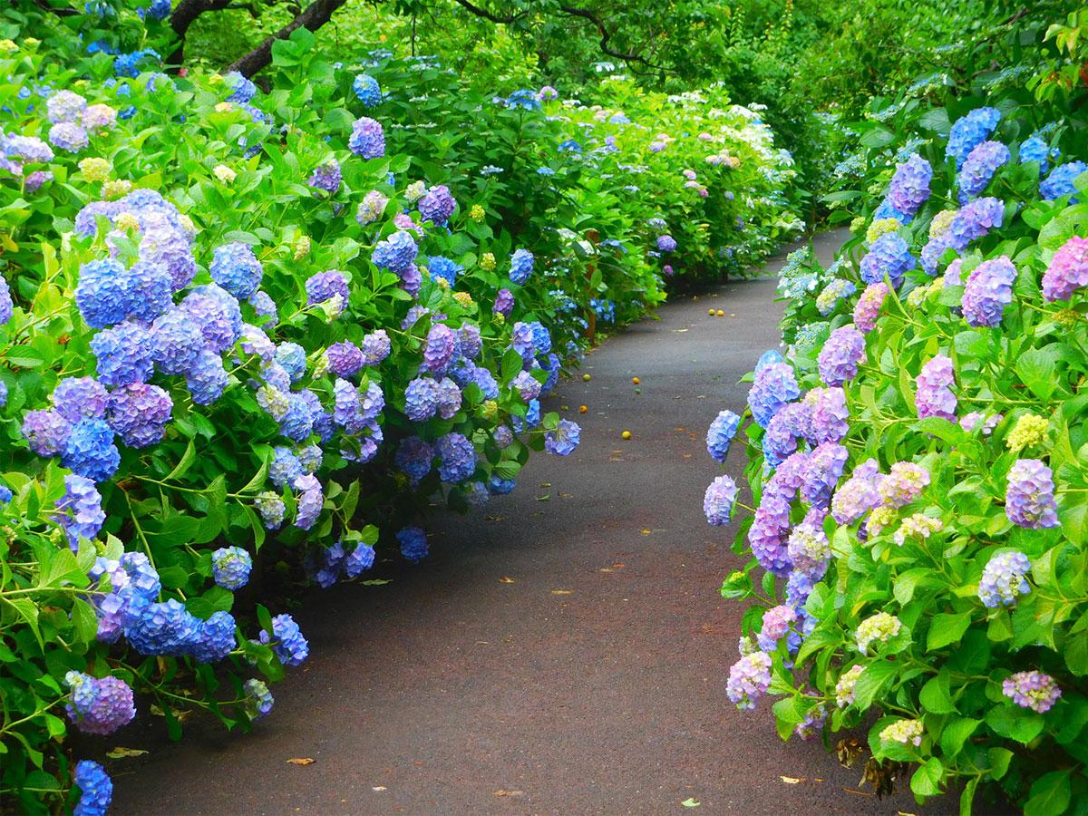 Photo: https://chofu.keizai.biz