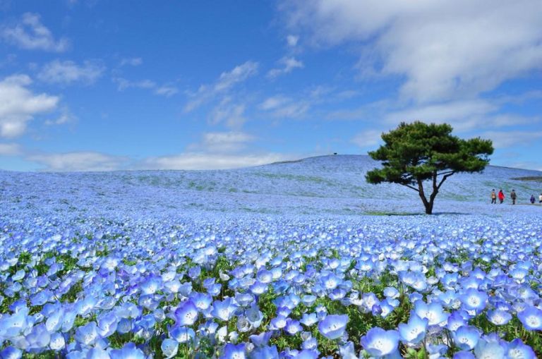 Photo: https://alljapantours.com