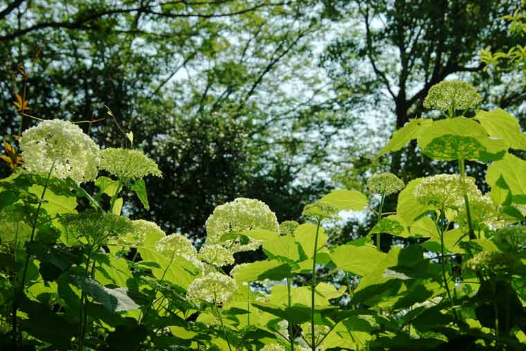 Hoa cẩm tú cầu ở công viên Showa/ Photo: https://travel.rakuten.co.jp