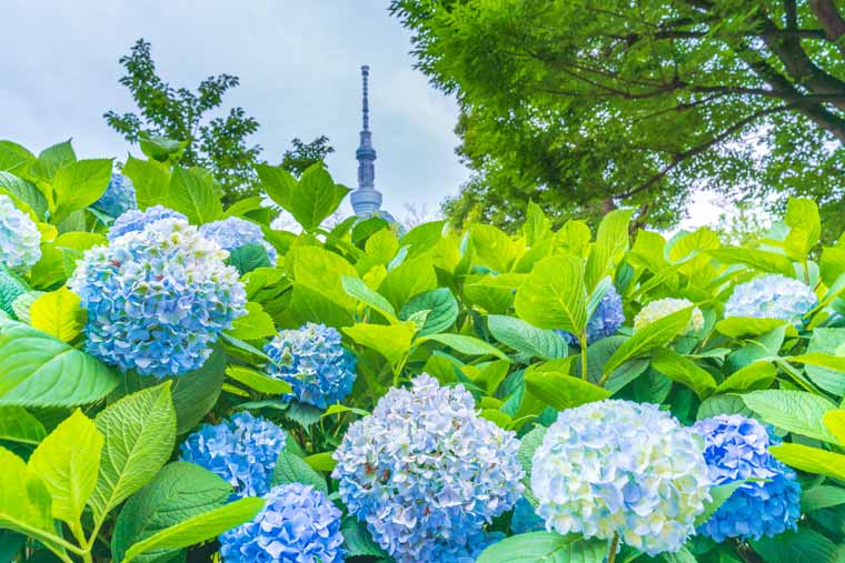 Hoa cẩm tú cầu ở công viên Sumida/ Photo: https://travel.rakuten.co.jp
