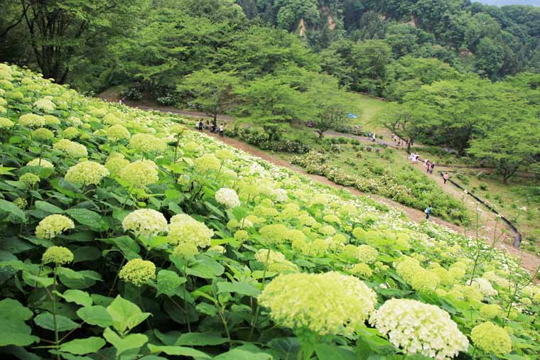 Tokyo Summer Land/ Photo: https://travel.rakuten.co.jp