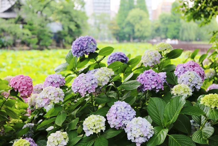 Hoa cẩm tú cầu ở công viên Uneno/ Photo: https://travel.rakuten.co.jp