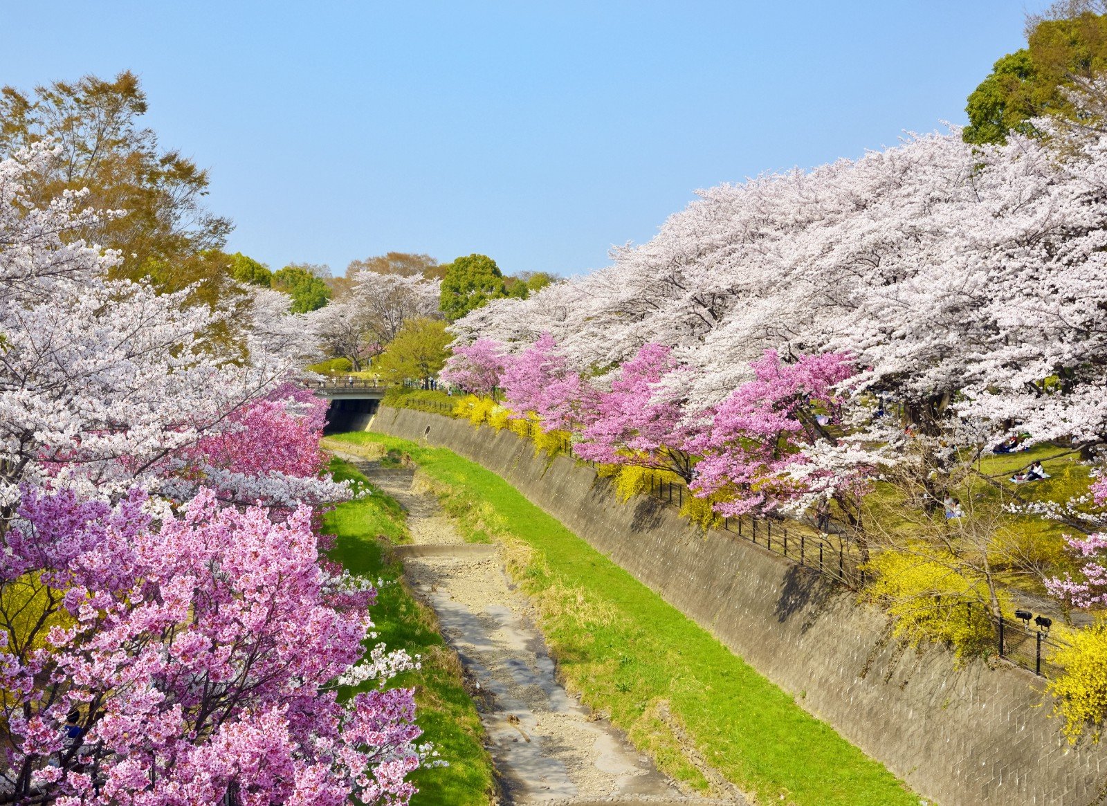 Showa Kinen Park mùa xuân/ Photo: https://jw-webmagazine.com