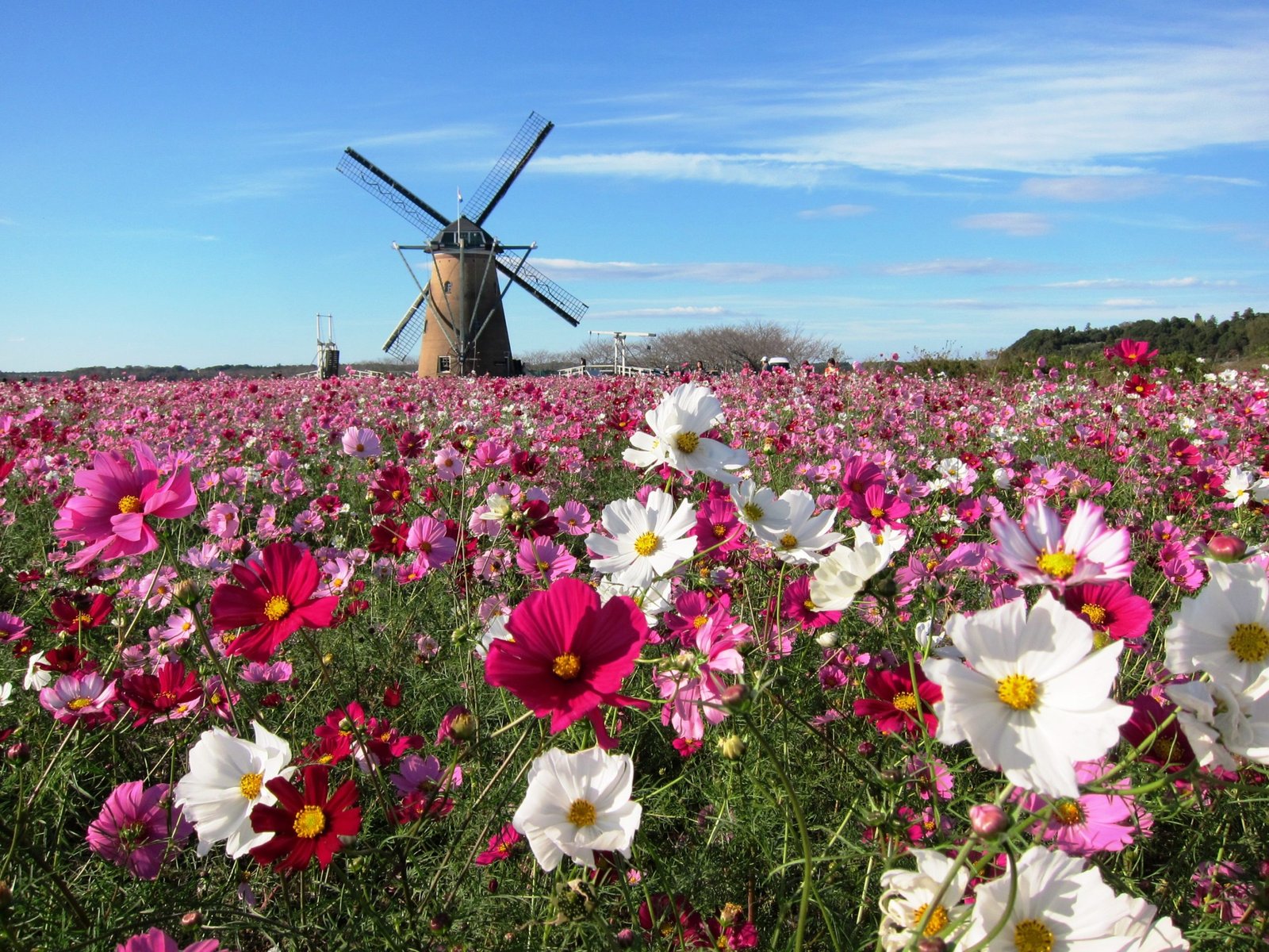 Photo: https://japan-chiba-guide.com