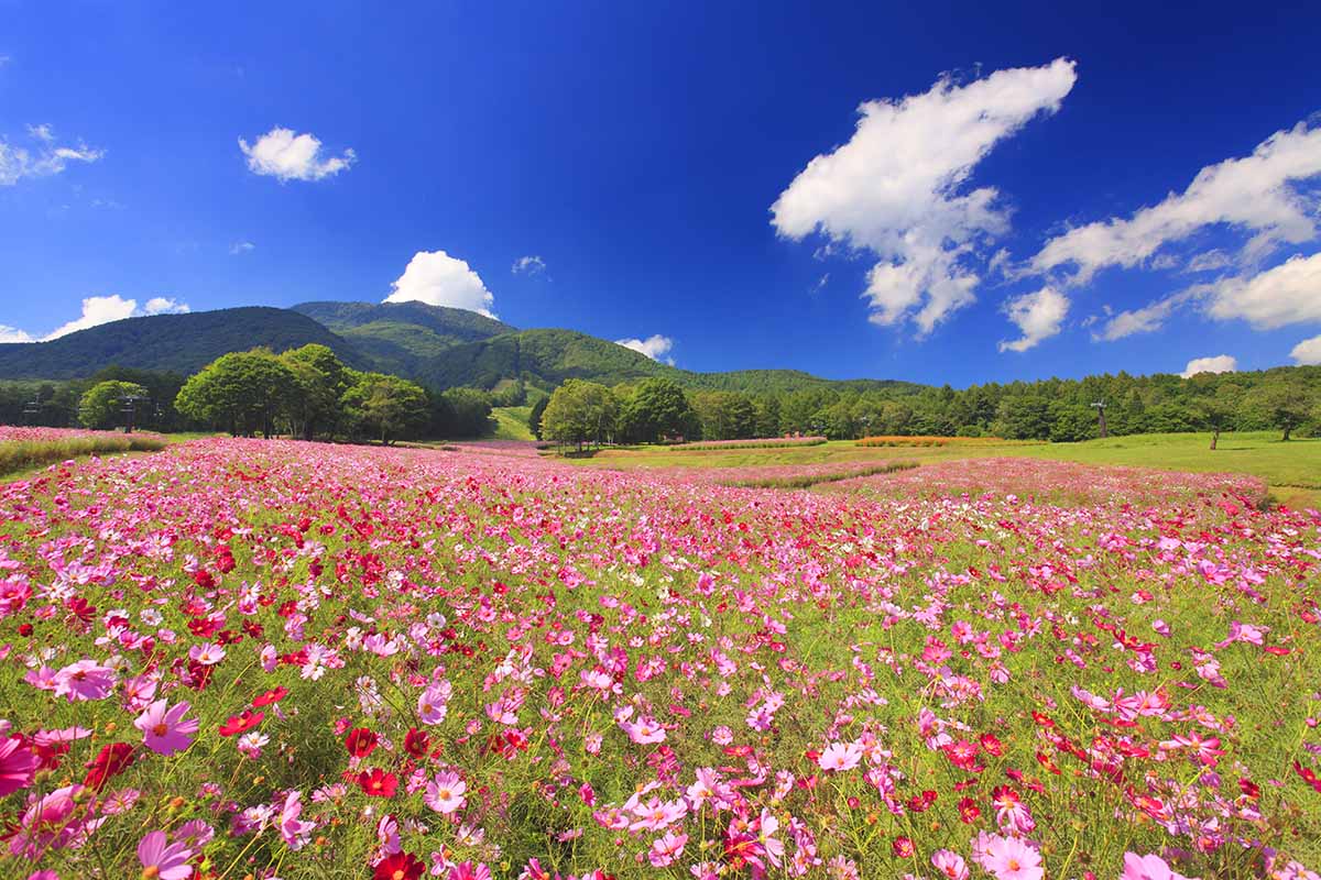 Photo: http://www.shinanomachi-nagano.jp