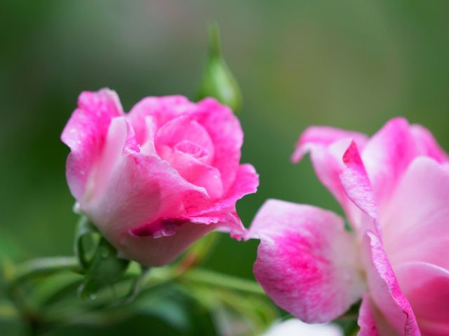 Hình ảnh bài viết NIPIKO