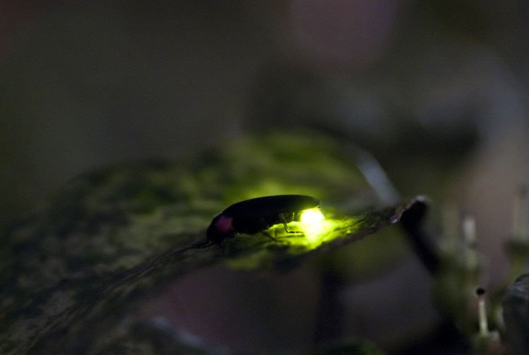 Photo：https://www.gotokyo.org