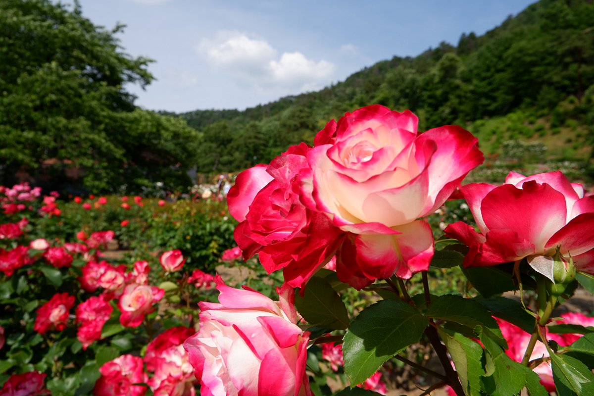 Photo: https://www.visityamagata.jp