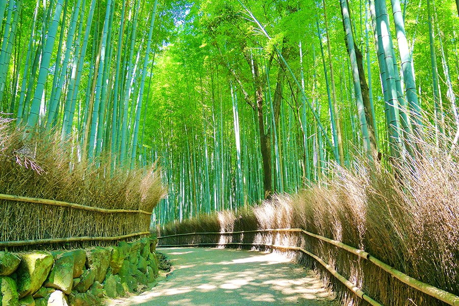 Khu rừng tre nổi tiếng ở Arashiyama, Kyoto / Photo: https://souda-kyoto.jp