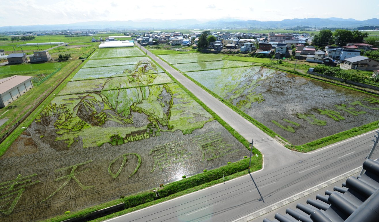 Tanbo Art như một cách hồi sinh làng lúa Inakadate/ Photo: http://www.vill.inakadate.lg.jp