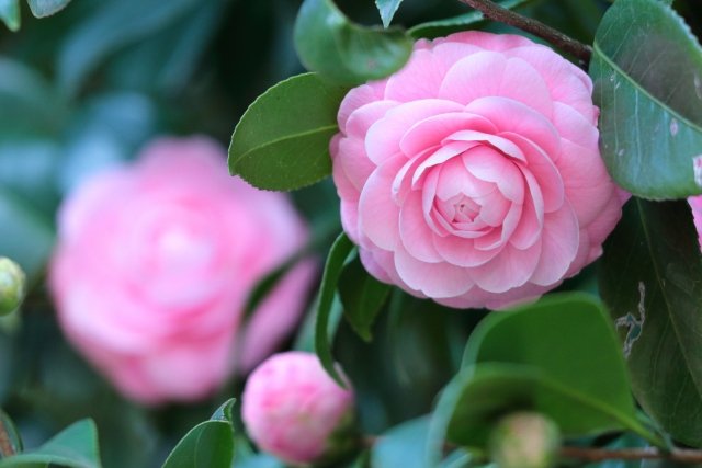 Hoa trà ( Tsubaki ) / Photo: https://www.creema.jp