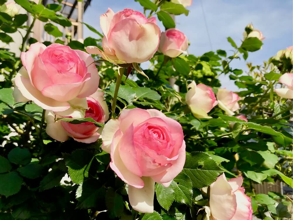 Hoa hồng (薔薇 / Bara) / Photo: https://greensnap.jp