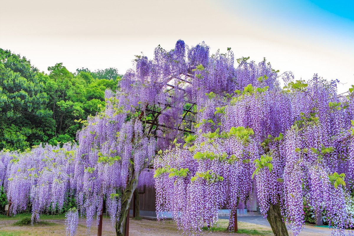 Hoa tử đằng / Photo: https://www.kifunosato.com