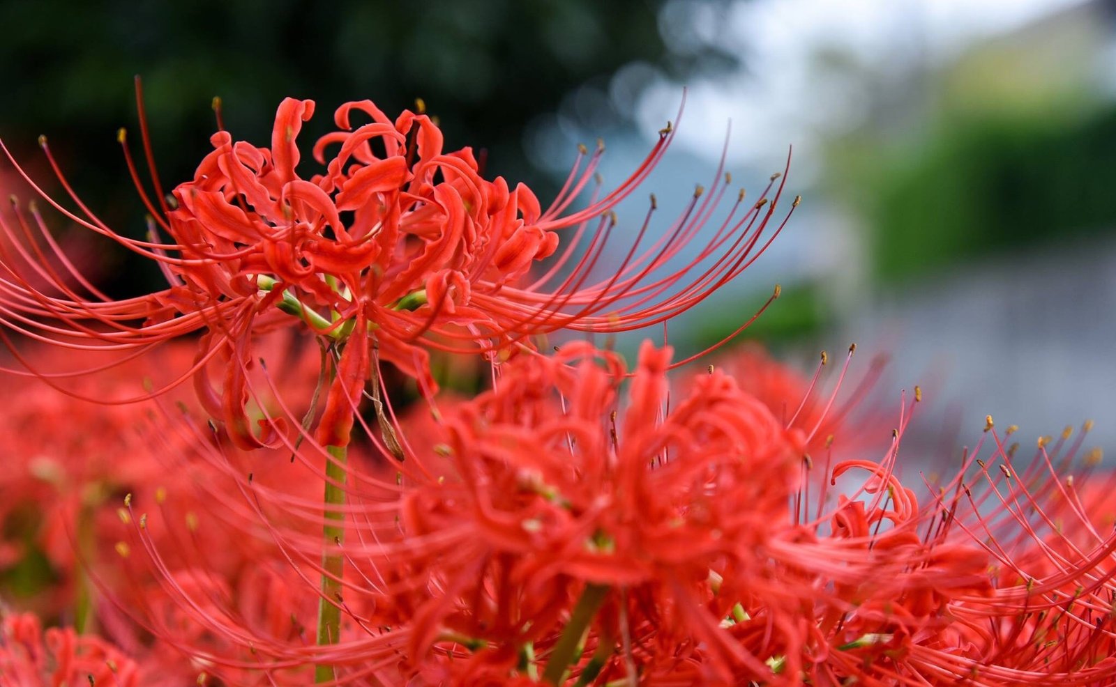 Hoa bỉ ngạn / Photo: https://www.saito-kanko.jp