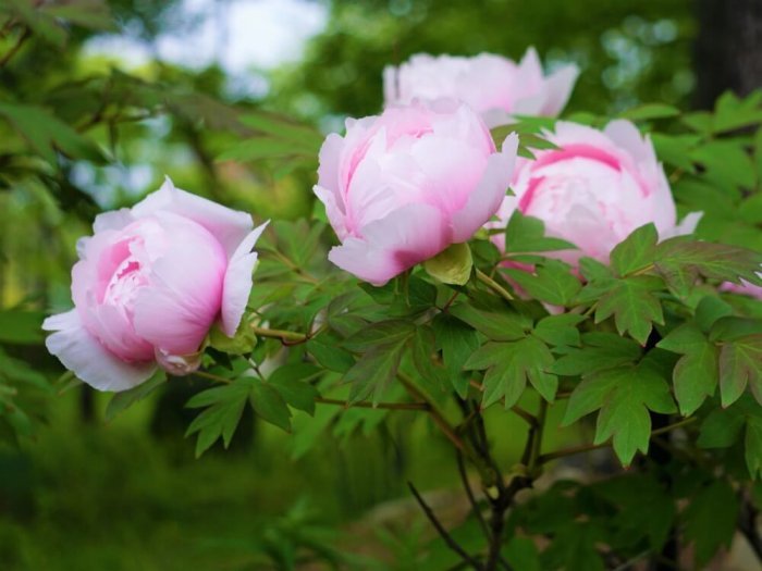 Hoa mẫu đơn (牡丹 / Botan) / Photo: https://horti.jp