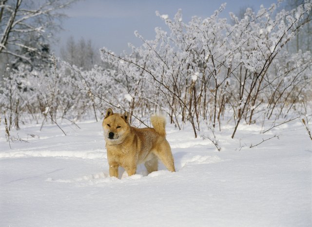 Hokkaido inu chịu lạnh rất giỏi/ Photo: https://plus.amanaimages.com