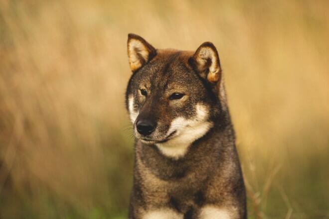 Shikoku Ken trông không khác những con chó sói hoang dã là mấy / Photo: https://www.docdog.jp