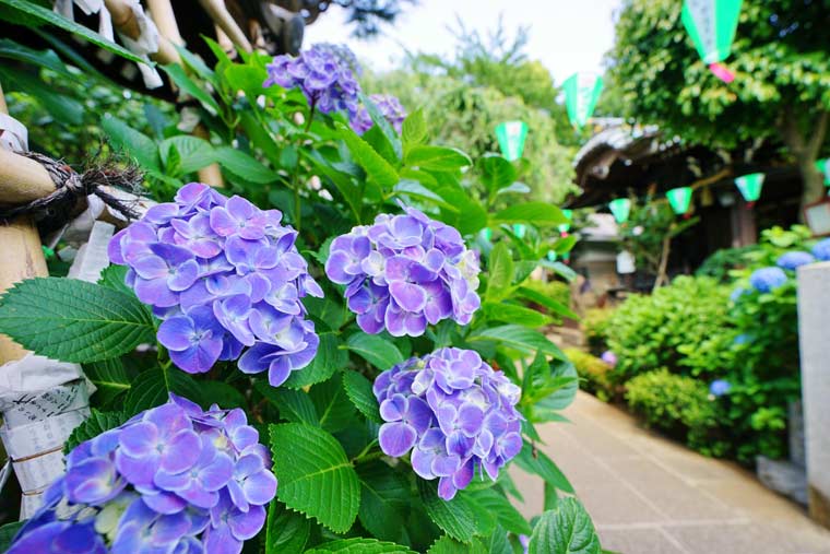 Hoa cẩm tú cầu (紫陽花 / Ajisai) / Photo: https://travel.rakuten.co.jp