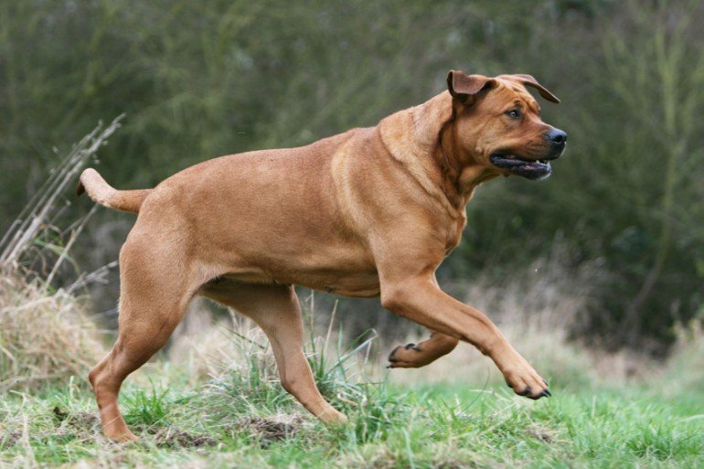 Tosa Ken có cơ bắp cứng cáp, cân nặng lên đến 90 kg / Photo: https://www.min-petlife.com