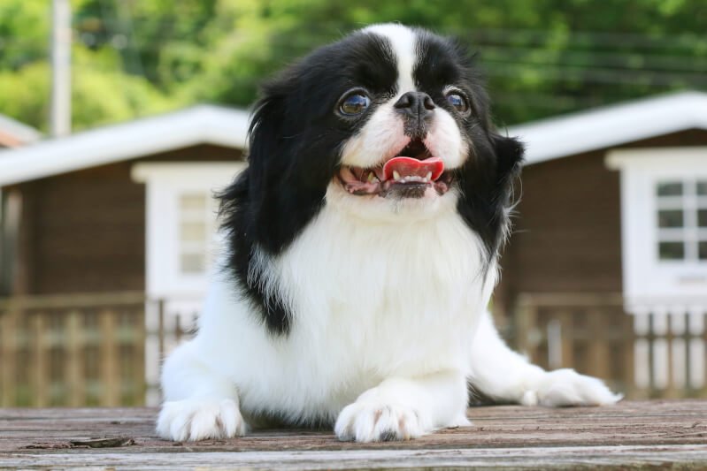 Chó Chin được số đông người Nhật yêu mến / Photo: https://petpedia.net
