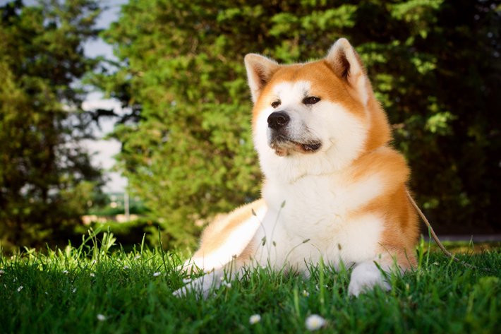 Akita có thể trọng từ 35 - 50 kg có thân hình tương đối to lớn / Photo: https://www.axa-direct.co.jp