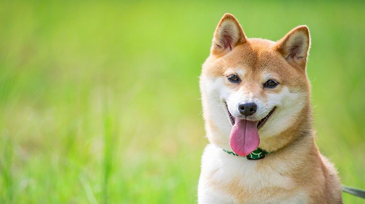 Shiba Inu là giống chó có nguồn gốc từ Nhật Bản, vốn dĩ từ thời Jomon / Photo: https://www.axa-direct.co.jp