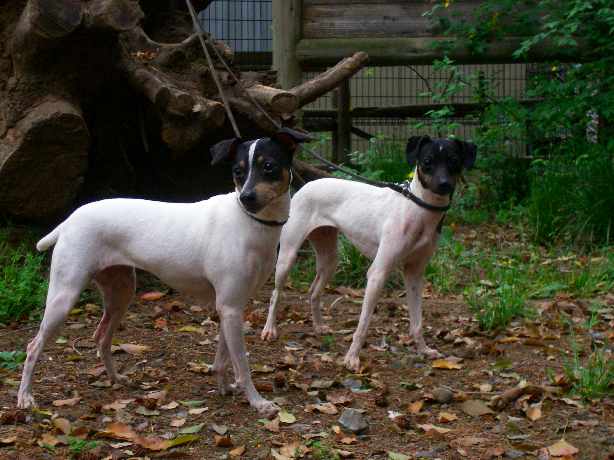 Terrier Nhật là giống chó hiếm/ Photo: https://plaza.rakuten.co.jp