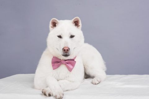 Là một chú chó mạnh mẽ nhưng Kishu Inu cũng khá trầm tĩnh và dễ huấn luyện / Photo: https://pepy.jp