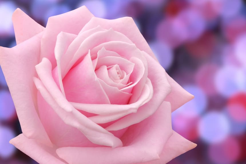 Photo: https://www.fujitv-flower.net