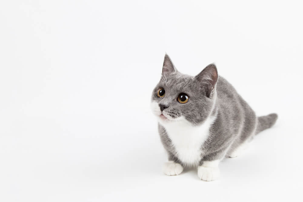 Photo: https://nyanpedia.com