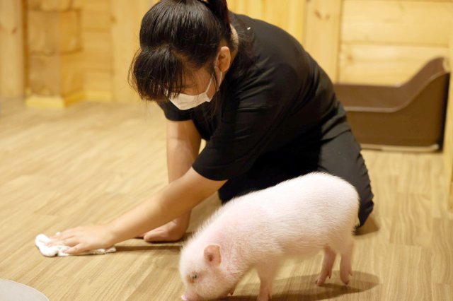 Hình ảnh bài viết NIPIKO