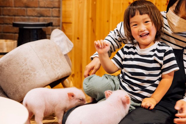 Thư giãn với những chú heo con ở quán cà phê thú cưng ngoại thành Tokyo