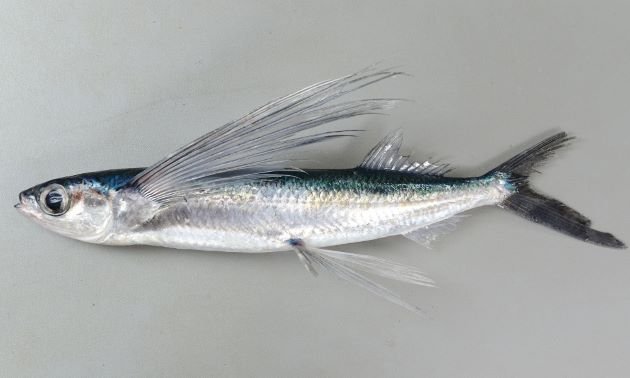 飛魚【とびうお】Cá chuồn / Photo: https://www.zukan-bouz.com