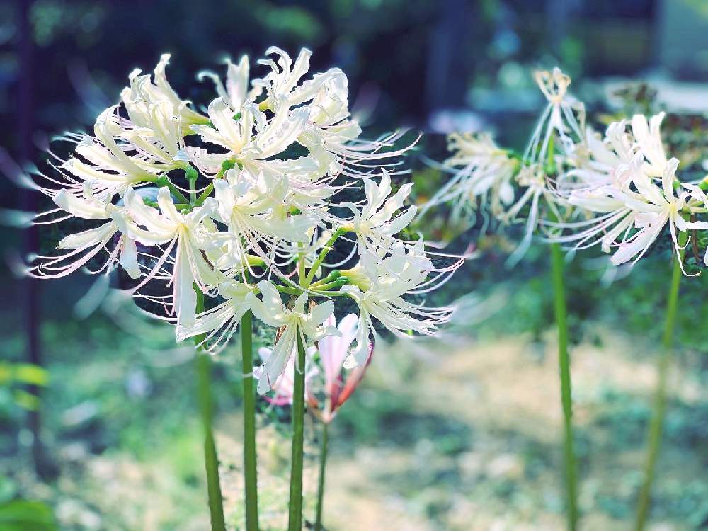 Hoa bỉ ngạn màu trắng / Photo: https://greensnap.jp