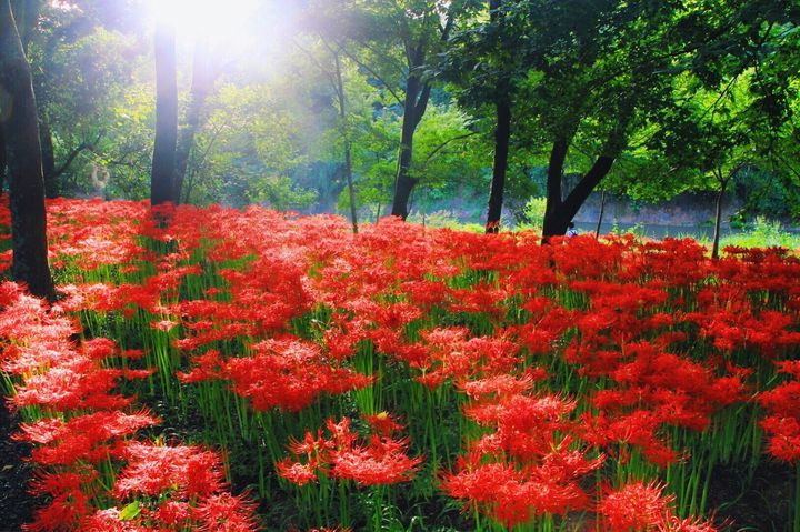 Nét đẹp vô thường của hoa bỉ ngạn ở Nhật Bản