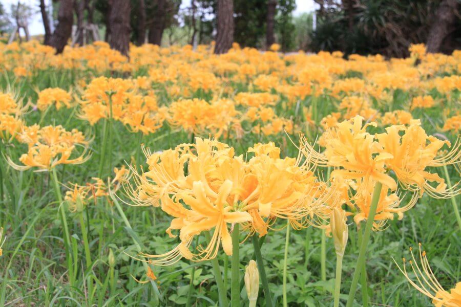 Hoa bỉ ngạn màu vàng/ Photo: https://jyo-to-market.com