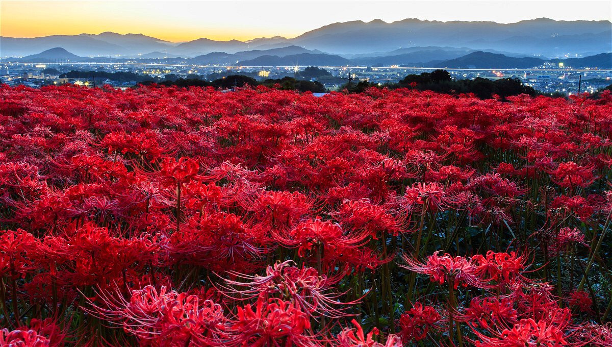 Hoa bỉ ngạn nở đồng loạt tạo cảnh sắc như biển hoa đẹp đến nao lòng/ Photo: ikidane-nippon